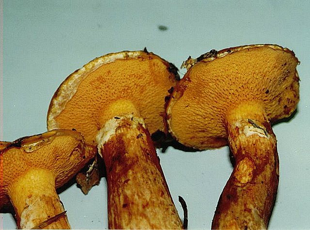 Suillus tridentinus.